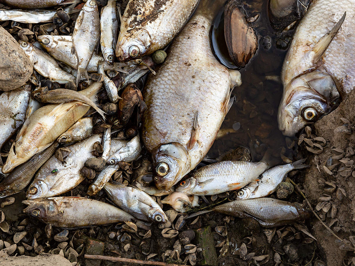 Dode vissen in de Oder © Imago/ NurPhoto/Dominika Zarzycka
